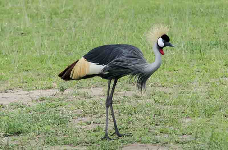 Grulla Coronada - parque nacional de las cataratas Murchison - Uganda.jpg